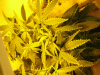 flower4.gif