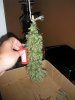 harvest.jpg