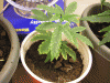 seed.gif