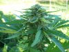 budz3.jpg
