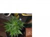 plant 2.jpg