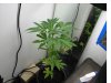 plant1.jpg
