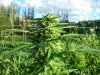 budz5.jpg