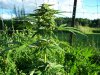 budz7.jpg