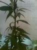 07-14-08_2344.jpg