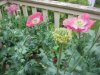 p1010002wb1.jpg