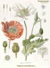 somniferum botanical.jpg