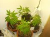 plants 001.jpg
