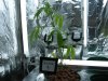 Clone 1 - Pic 1 - July15th.jpg