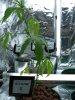 Clone 1 - Pic 2 - July15th.jpg