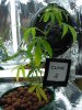 Clone 2 - Pic 1 - July15th.jpg