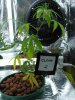 Clone 2 - Pic 2 - July15.jpg