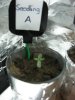 Seedling A - Pic 1 - July15th.jpg