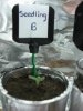 Seedling B - Pic 1 - July15th.jpg