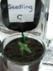 Seedling C - Pic1 - July15th.jpg