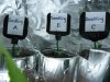 Seedlings Group shot - Pic 1 - July15th.jpg
