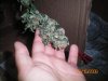 100_0375.jpg