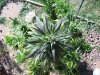 100_4600.jpg