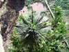 100_4599.jpg