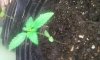 2011-10-17_10.57.27.jpg 2011-10-17_10.57.27.jpg