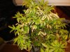 DSC06709.jpg