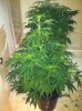 skunk haze.jpg