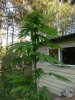 lanky2 (768x1024).jpg