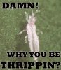 thrippin.jpg