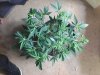 Good pic of the plant1.jpg Good pic of the plant1.jpg