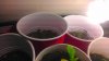 IMAG0176.jpg