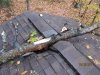 tree 003.jpg
