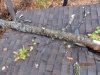 tree 004.jpg