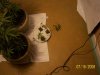 clones 001.jpg