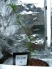 Clone 1 - July 16, 2008.jpg