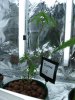 Clone 2 - July 16, 2008.jpg