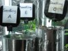 Seedlings - July 16, 2008.jpg