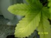 100_0798.jpg