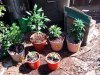 new plants.jpg