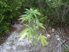 DSC04657.jpg