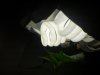DSC01175.jpg