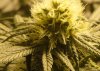 gdp week 3 day 3 flower.JPG