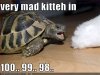 funny-pictures-cat-is-about-to-be-mad-at-turtle.jpg