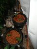 DSC04404.jpg