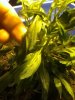 plant a.jpg plant a.jpg