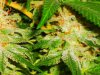shadeslay-293496-albums-thrid-grow-what-peril-awaits-ahead-picture1867455-ej-closeup-13.jpg