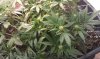 IMAG0248.jpg