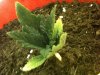 42 009.jpg