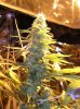 bw.nug3.jpg