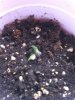 Bagseed1.jpg