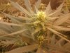 2011-11-03 18.44.41.jpg